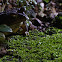 Common Indian Toad