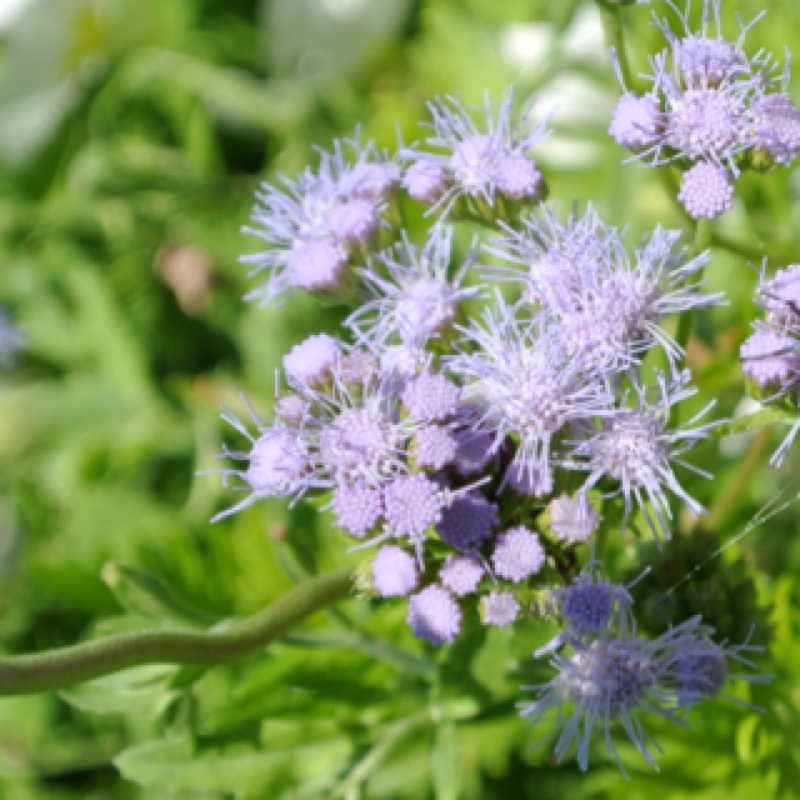Gregg's Mistflower