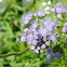 Gregg's Mistflower