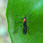 Braconid wasp