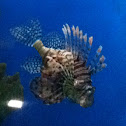 Lionfish