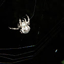 Araneus angulatus