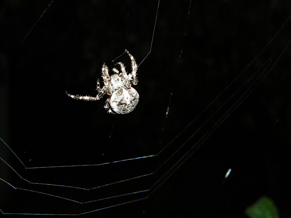 Spotting Image 1