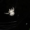Araneus angulatus