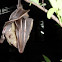 Lesser Short-nosed Fruit Bat
