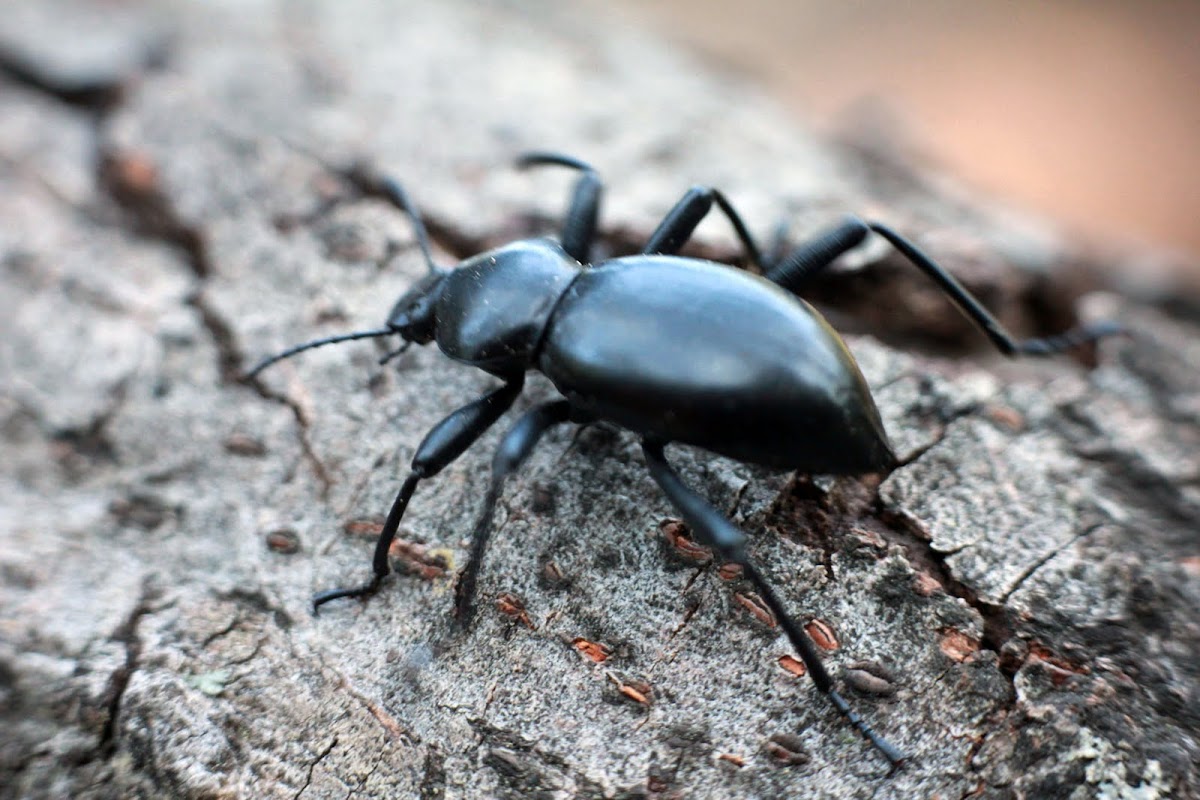 California Broadnecked Darkling Beetle Project Noah