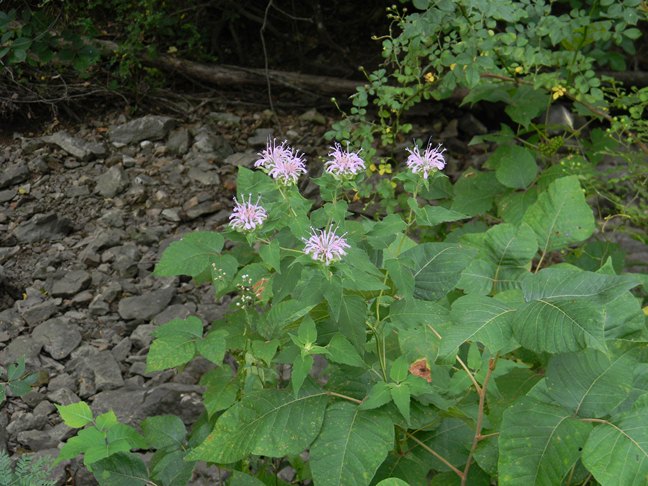 wild bergamot, bee balm