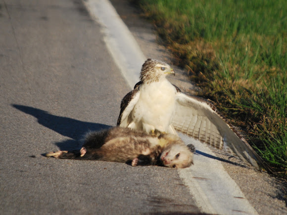 Spotting Image 1