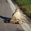 Red-tailed Hawk (Krider's)