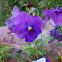 Pansy