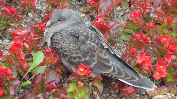 Spotting Image 1
