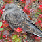 Oriental Turtle Dove