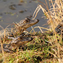 American Alligator