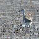 Greater Yellowlegs