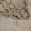 Ghost Crab