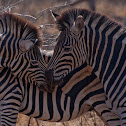 Plains Zebra