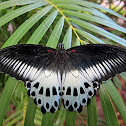Blue Mormon (female)