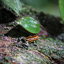 Amazonian Poison Frog