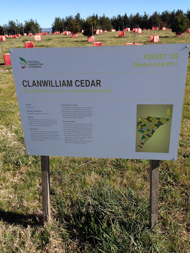 Clanwilliam Cedar