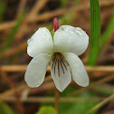 Small white violet