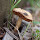 Cogumelos de Vila Franca de Xira