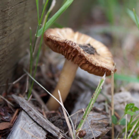 Spotting Image 1