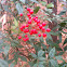 Nandina