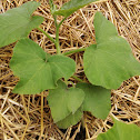 Butternut squash- Waltham