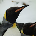 King Penguin