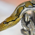 Reticulated python