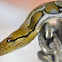 Reticulated python
