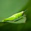 grasshopper