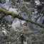 Bald eagle nest in city