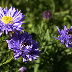 New England Aster