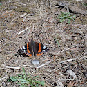 Almirante rojo (ES) Red Admiral (EN)