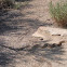 Bull snake