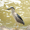 black crowned night heron