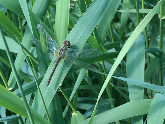 Spotting Image 1