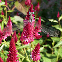 Spreadwing Damselfly