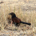 Greater Coucal