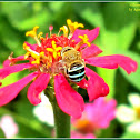 Blue-banded Bee