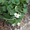 Canadian White Violet