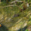 Southern Leopard Frog