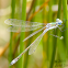 Emerald Spreadwing