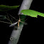 Crane Fly
