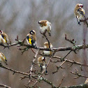 Goldfinch