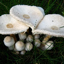 Onion-stalked Lepiota