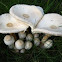 Onion-stalked Lepiota
