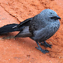 Apostlebird