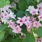Weigela
